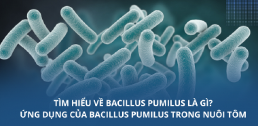 Tìm hiểu về Bacillus pumilus là gì? Ứng dụng của Bacillus pumilus trong nuôi tôm